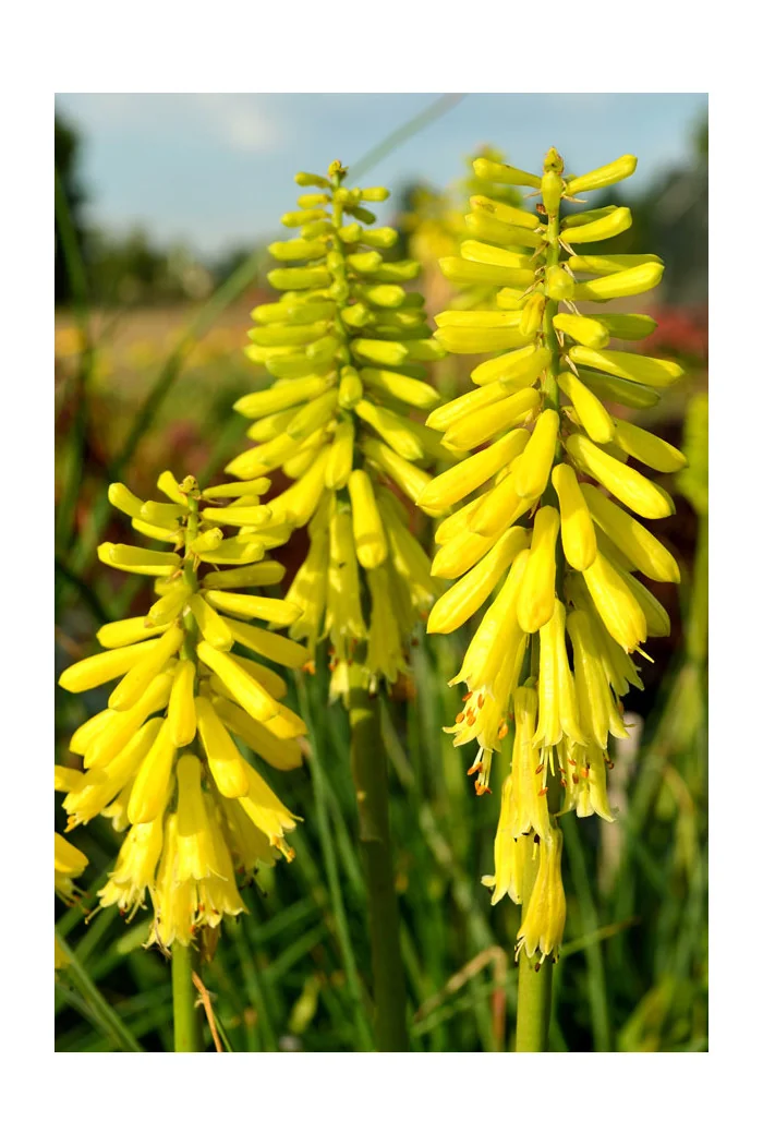 Trytoma 'Lemon Popsicle' Kniphofia