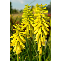 Trytoma 'Lemon Popsicle' Kniphofia