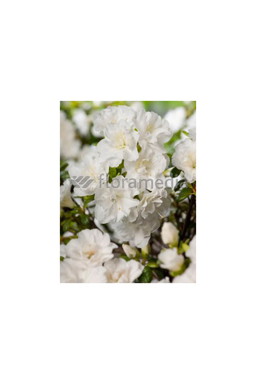 Azalia japońska 'Eisprinzessin' Azalea japonica