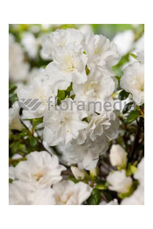 Azalia japońska 'Eisprinzessin' Azalea japonica