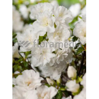 Azalia japońska 'Eisprinzessin' Azalea japonica