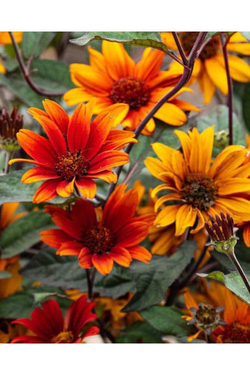 Słoneczniczek 'Bleeding Hearts' | Heliopsis helianthoides var. scabra