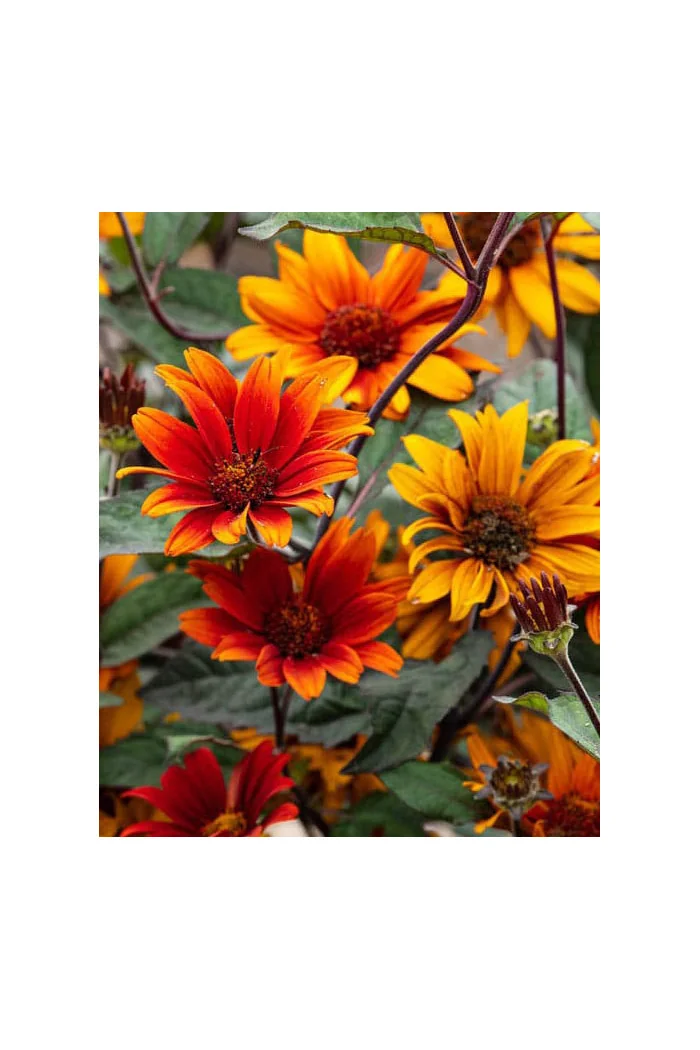 Słoneczniczek 'Bleeding Hearts' | Heliopsis helianthoides var. scabra