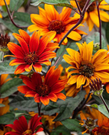 Słoneczniczek 'Bleeding Hearts' | Heliopsis helianthoides var. scabra
