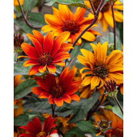 Słoneczniczek 'Bleeding Hearts' | Heliopsis helianthoides var. scabra