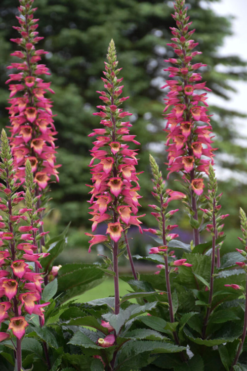 Naparstnica 'Rising Phoenix' | Digitalis