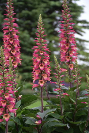 Naparstnica 'Rising Phoenix' | Digitalis