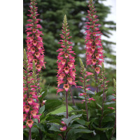 Naparstnica 'Rising Phoenix' | Digitalis