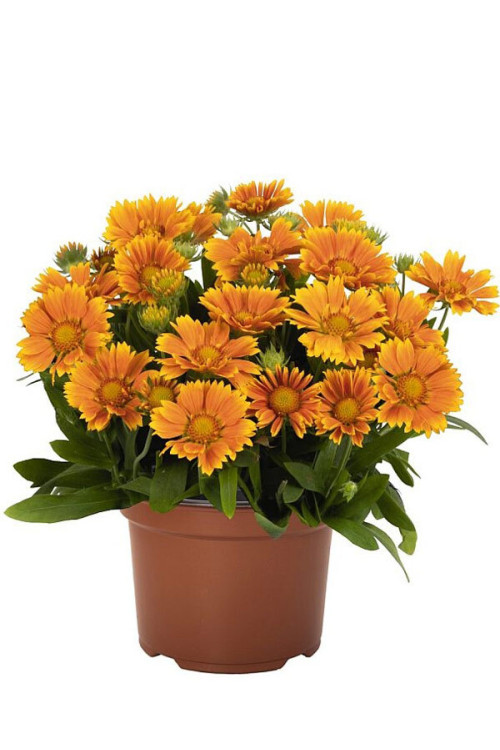 Gailardia 'SpinTop Mango' | Gaillardia