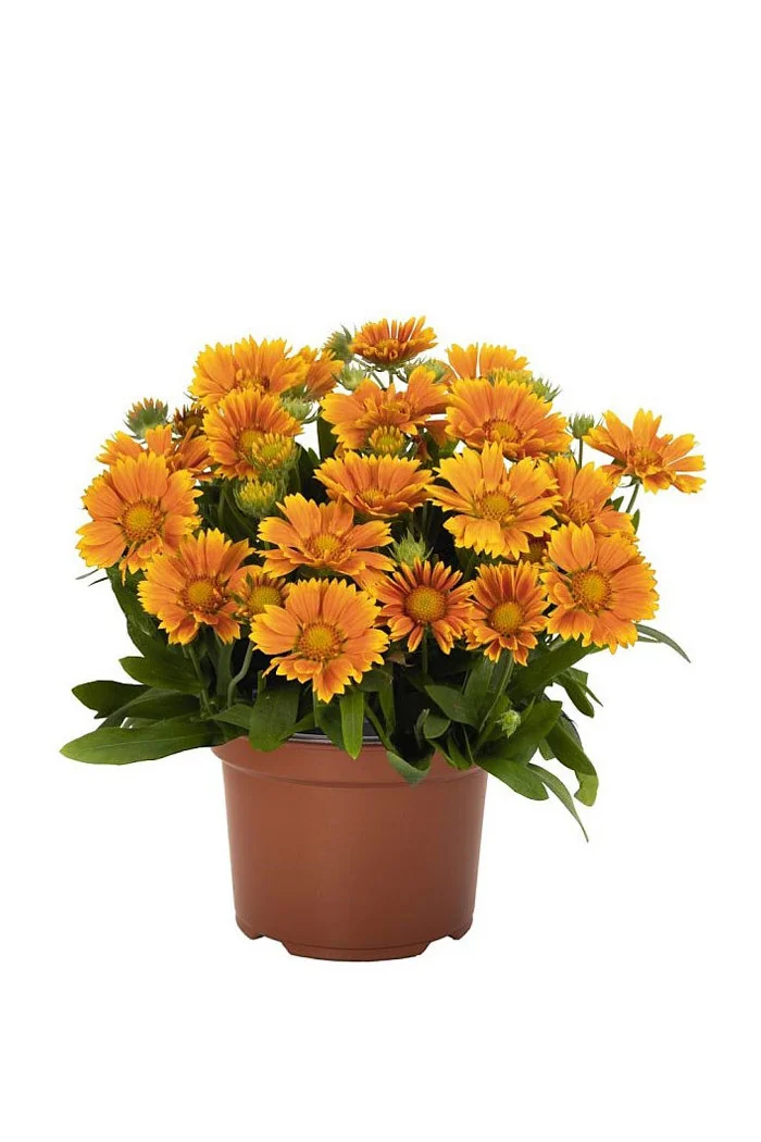 Gailardia 'SpinTop Mango' | Gaillardia