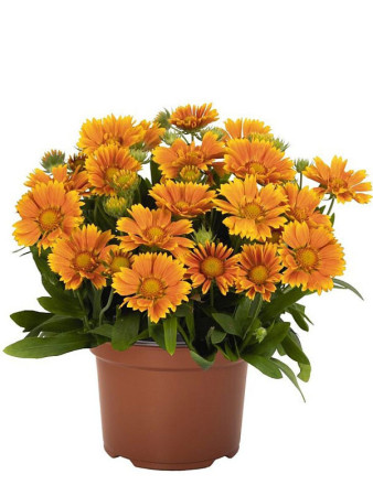 Gailardia 'SpinTop Mango' | Gaillardia