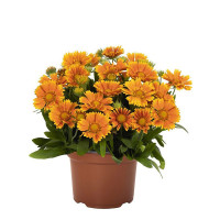 Gailardia 'SpinTop Mango' | Gaillardia