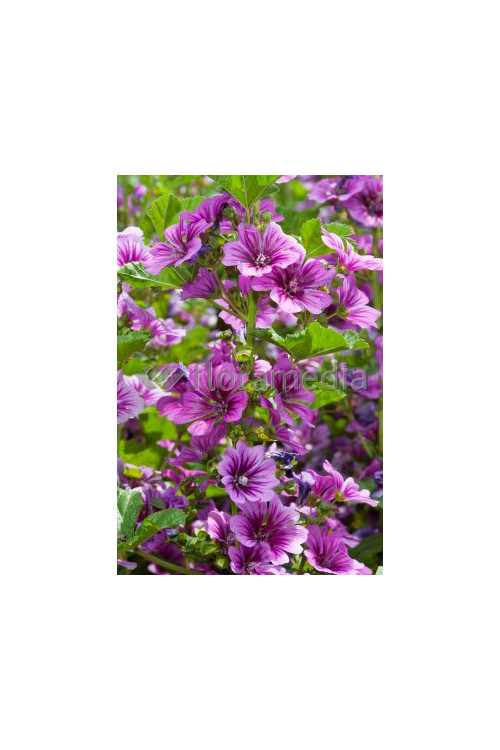 Ślaz leśny 'Zebrina' Malva sylvestris