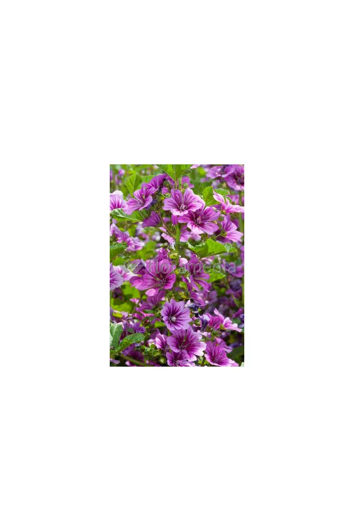 Ślaz leśny 'Zebrina' Malva sylvestris