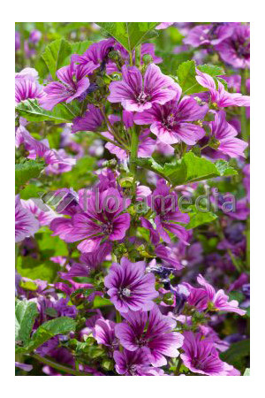Ślaz leśny 'Zebrina' Malva sylvestris