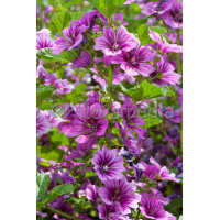 Ślaz leśny 'Zebrina' Malva sylvestris