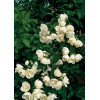 jaśminowiec, jaśminowiec wonny, jaśminowiec Albatre, Philadelphus