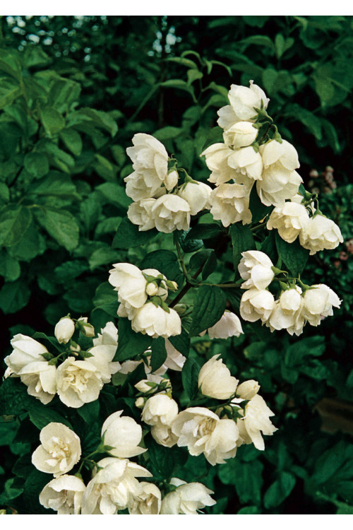 jaśminowiec, jaśminowiec wonny, jaśminowiec Albatre, Philadelphus