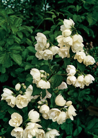 jaśminowiec, jaśminowiec wonny, jaśminowiec Albatre, Philadelphus