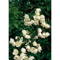 jaśminowiec, jaśminowiec wonny, jaśminowiec Albatre, Philadelphus