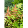 Narecznica czerwonozawijkowa| Dryopteris erythrosora