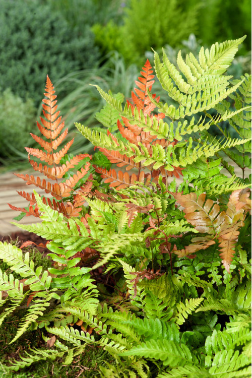 Narecznica czerwonozawijkowa| Dryopteris erythrosora