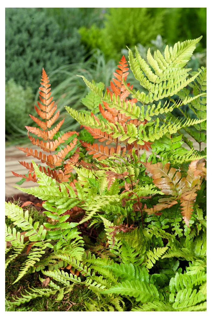 Narecznica czerwonozawijkowa| Dryopteris erythrosora