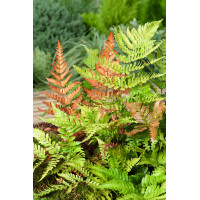 Narecznica czerwonozawijkowa| Dryopteris erythrosora