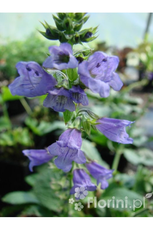 Horminum pirenejskie Horminum pyrenaicum