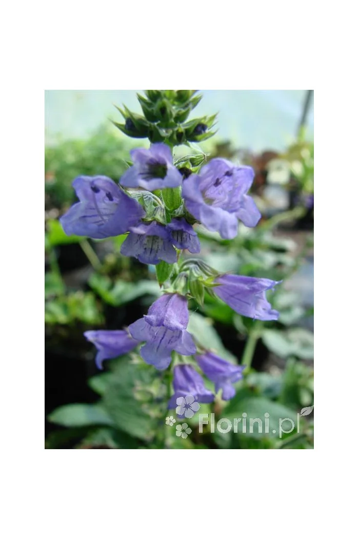 Horminum pirenejskie Horminum pyrenaicum