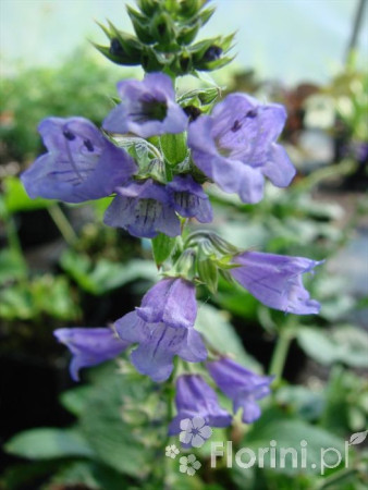 Horminum pirenejskie Horminum pyrenaicum