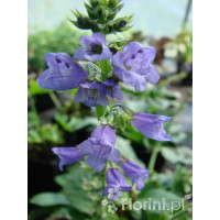 Horminum pirenejskie Horminum pyrenaicum