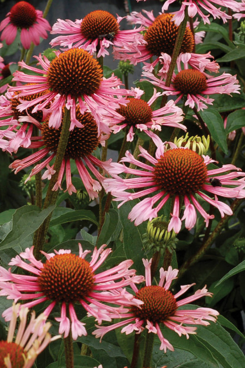 Jeżówka 'Quills and Thrills' Echinacea