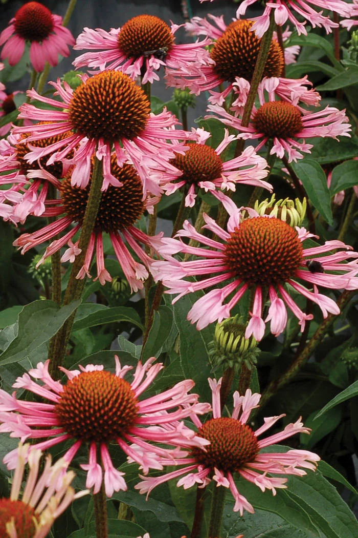 Jeżówka 'Quills and Thrills' Echinacea
