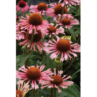 Jeżówka 'Quills and Thrills' Echinacea