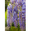 Glicynia kentucka 'Blue Moon' | Wisteria macrostachya