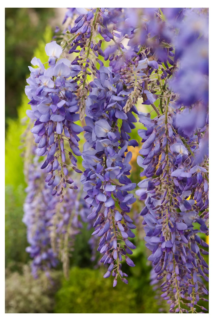 Glicynia kentucka 'Blue Moon' | Wisteria macrostachya