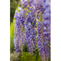 Glicynia kentucka 'Blue Moon' | Wisteria macrostachya