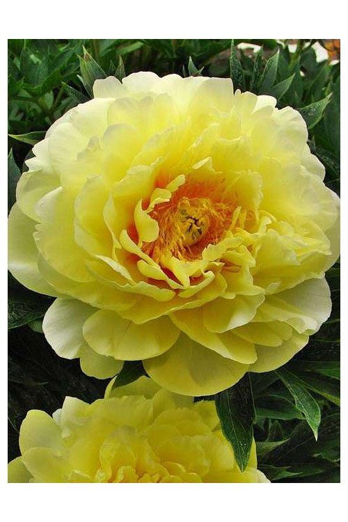 Piwonia 'ITOH Bartzella' Paeonia