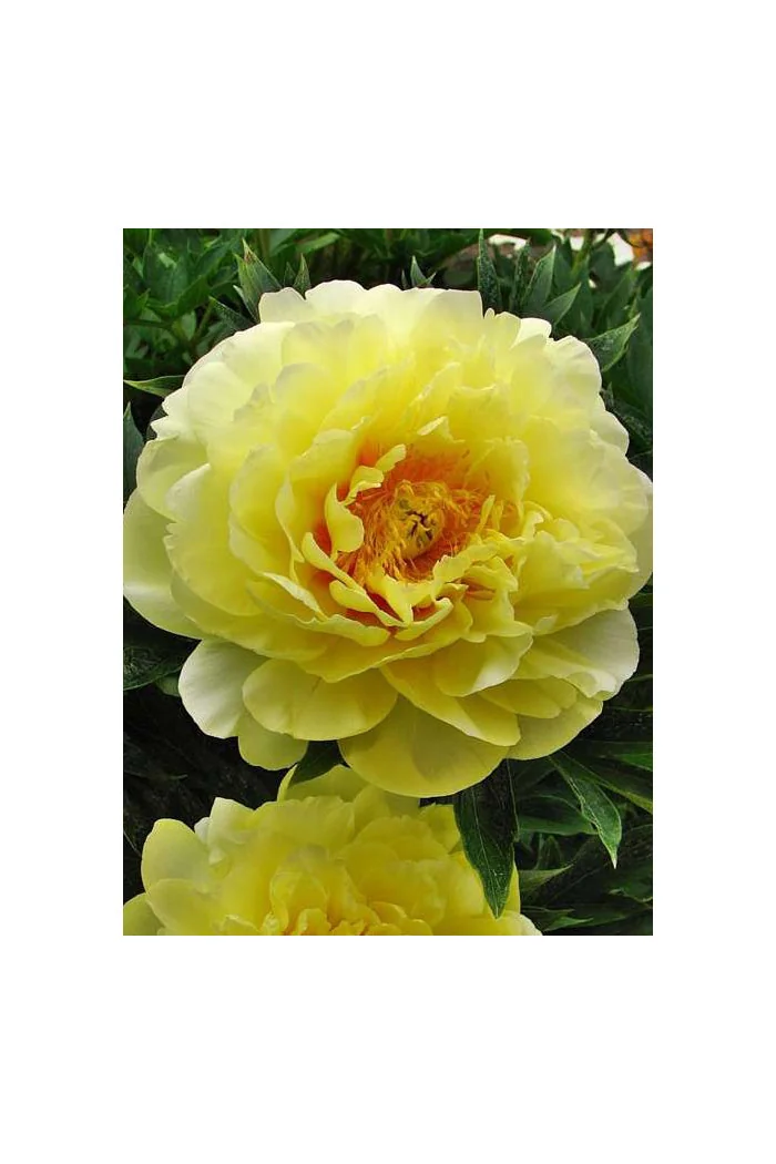 Piwonia 'ITOH Bartzella' Paeonia