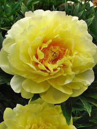Piwonia 'ITOH Bartzella' Paeonia