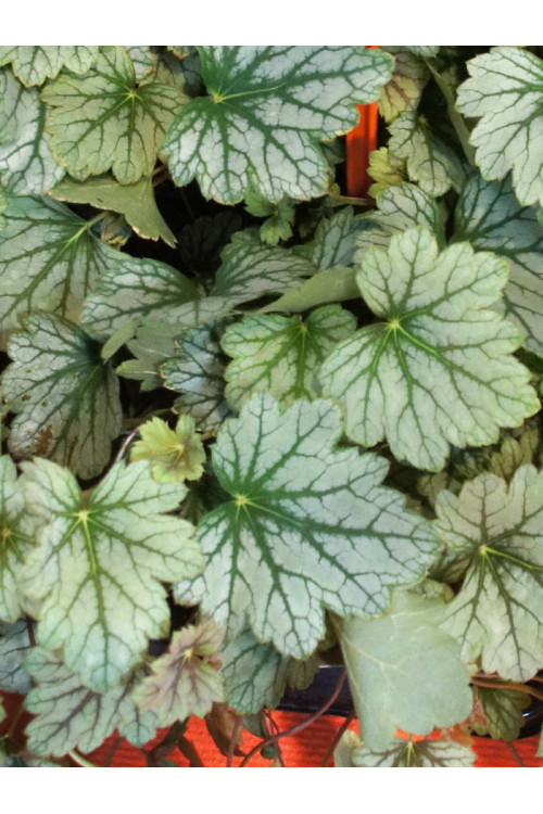 Żurawka 'Venus' | Heuchera