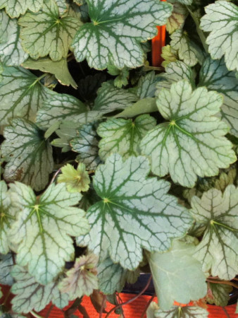 Żurawka 'Venus' | Heuchera
