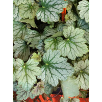 Żurawka 'Venus' | Heuchera