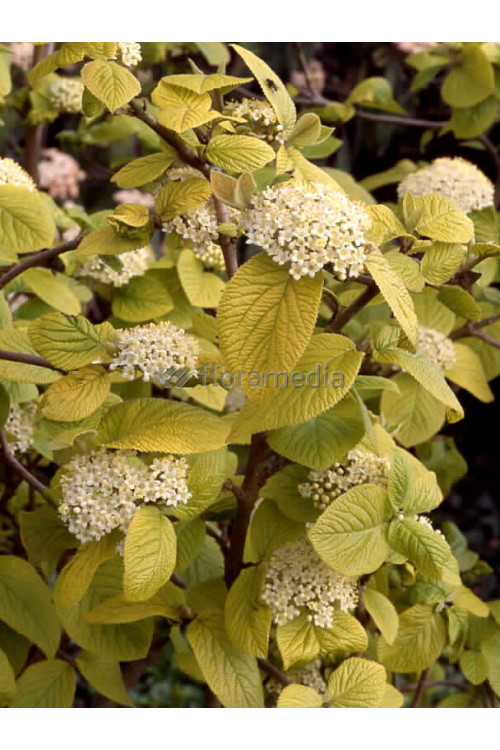 Kalina hordowina 'Aureum' Viburnum lantana