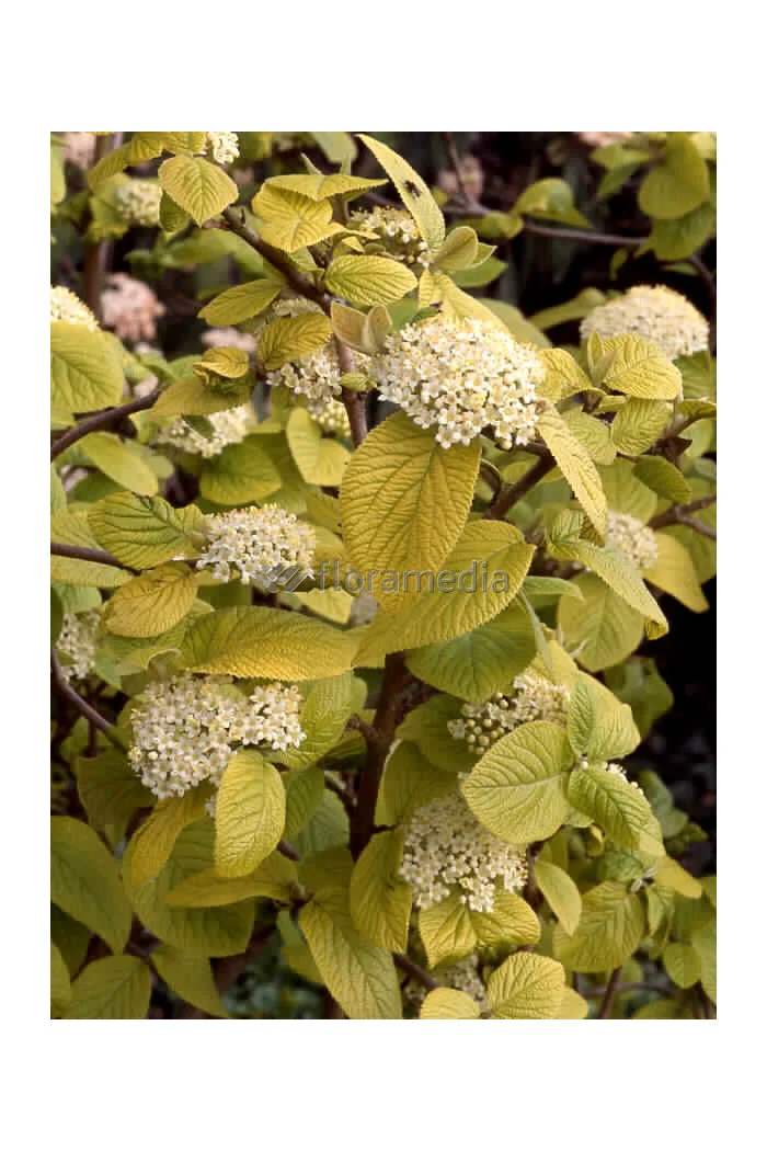 Kalina hordowina 'Aureum' Viburnum lantana