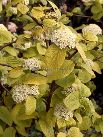 Kalina hordowina 'Aureum' Viburnum lantana