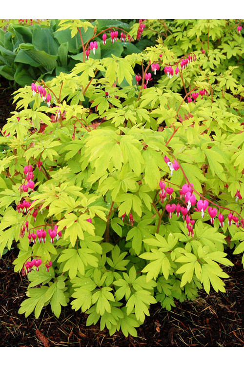 Serduszka okazała 'Gold Heart' | Dicentra spectabilis