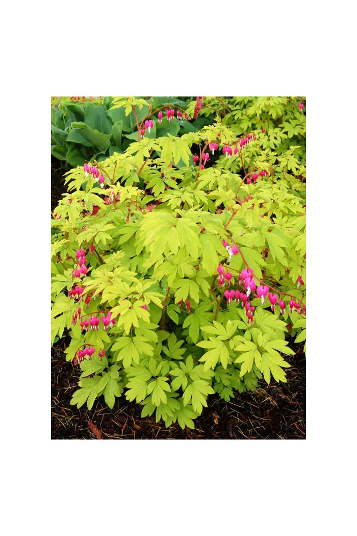 Serduszka okazała 'Gold Heart' | Dicentra spectabilis