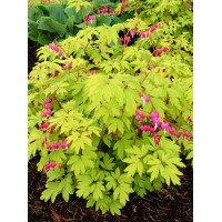 Serduszka okazała 'Gold Heart' | Dicentra spectabilis